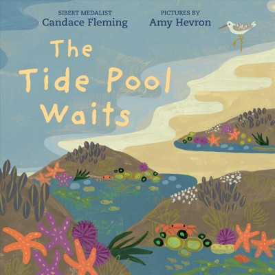 The tide pool waits / sibert medalist Candace Fleming ; pictures by Amy Hevron.