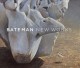 Bateman : new works  Cover Image