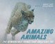 Amazing animals : the remarkable things that creatures do  Cover Image