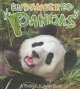 Go to record Endangered pandas